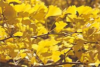 紅葉の飛騨高山・奥飛騨温泉郷：イチョウ