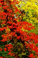 紅葉の飛騨高山・奥飛騨温泉郷：ツタウルシ